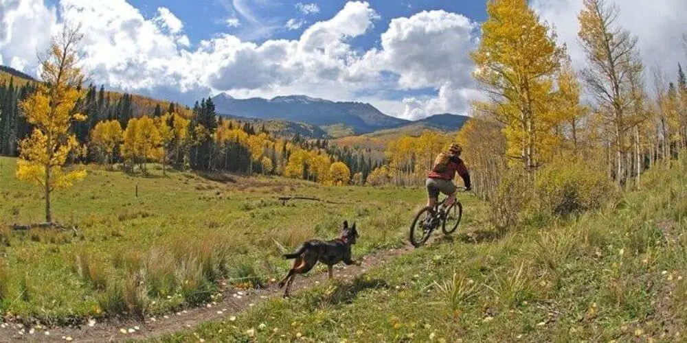 Mountain Biking With Dog