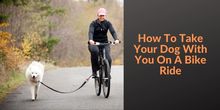 How To Take Your Dog With You On A Bike Ride